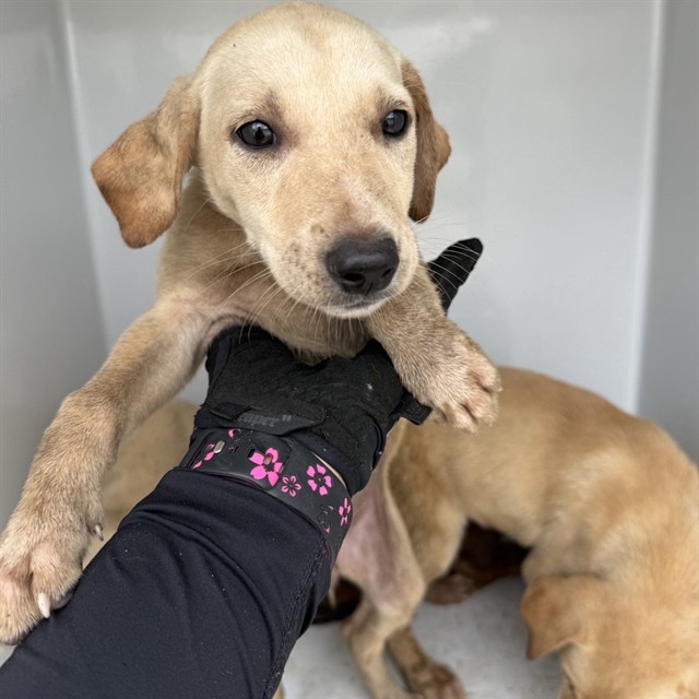 Adoptable Dog