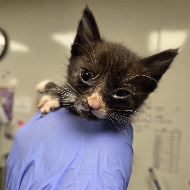 Mikasa - Needs Foster