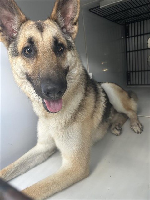 Adoptable Dog