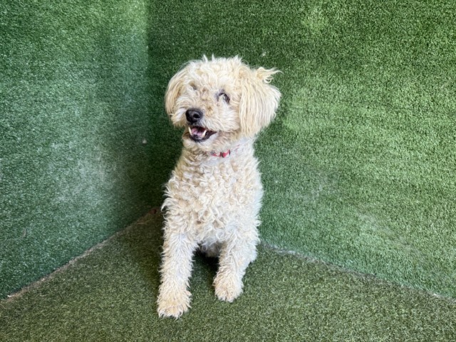 Bailey