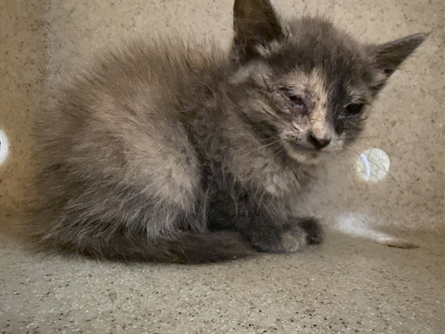 Gina