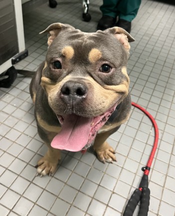 Porkchop