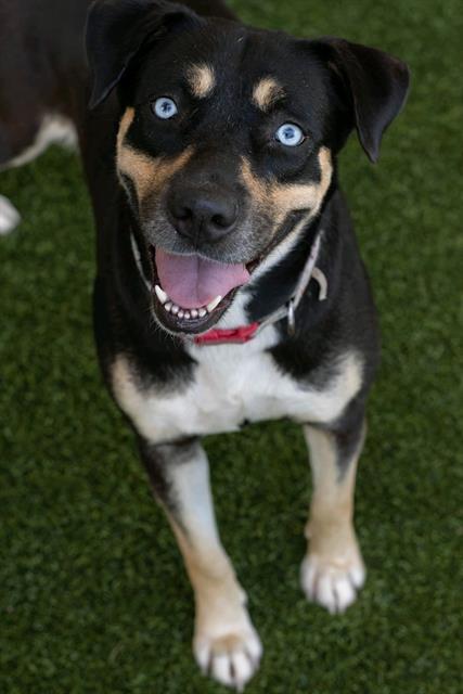 Nova