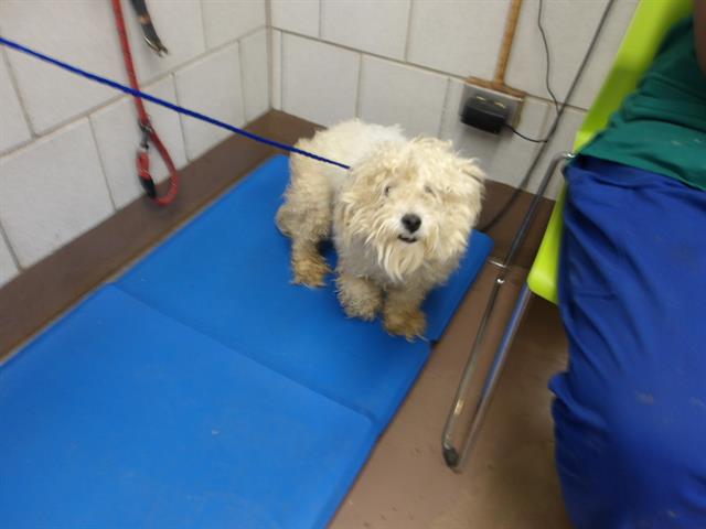 Adoptable Dog
