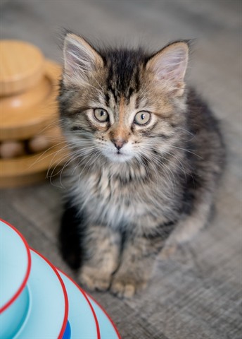 Vivian (Abs) Red Collar