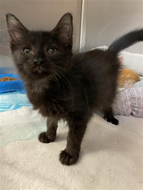 Licorice