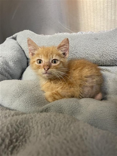 Tangerine