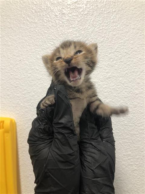 Tiny*