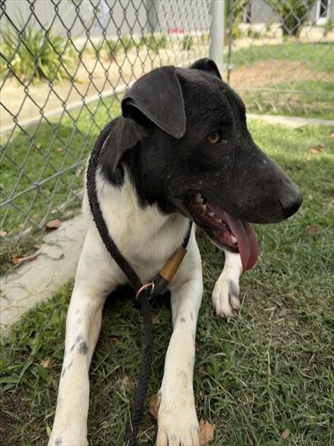 Jax