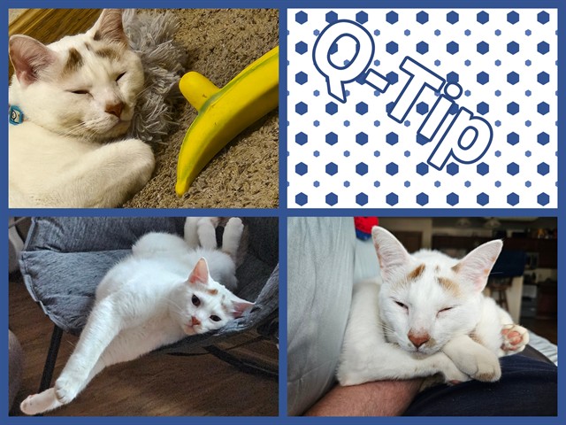 Q-Tip