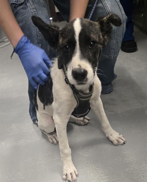 Adoptable Dog