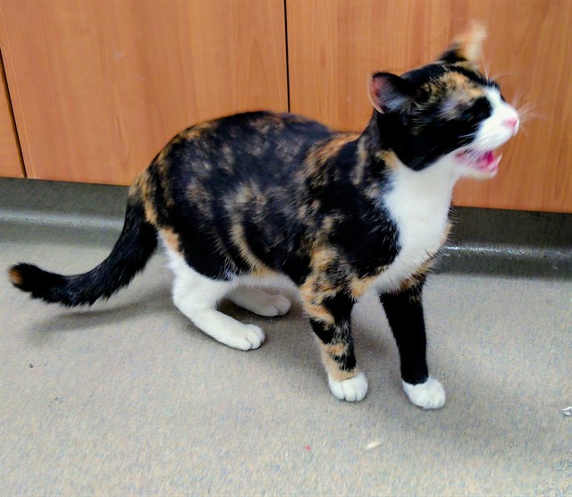 Stella