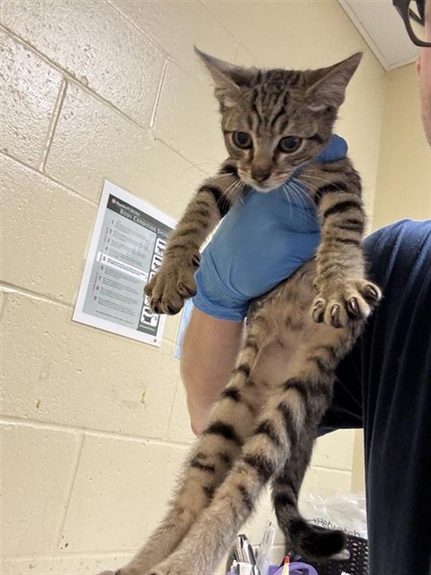 Adoptable Cat