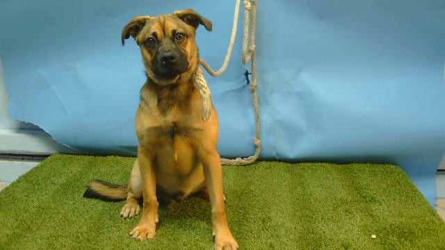 Adoptable Dog