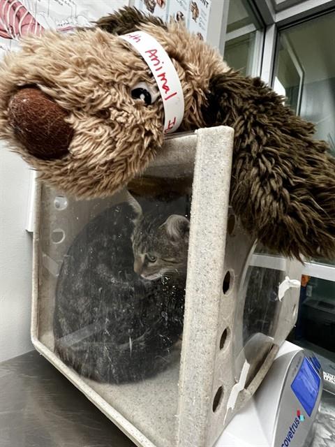 Adoptable Cat
