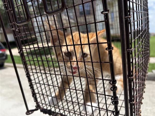 Adoptable Cat