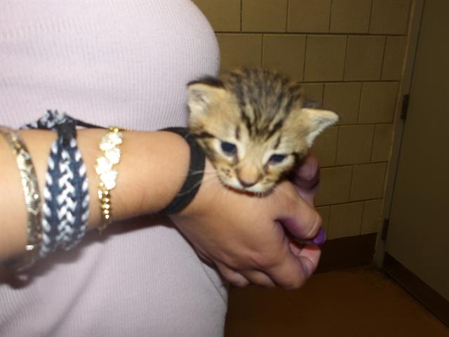 Adoptable Cat