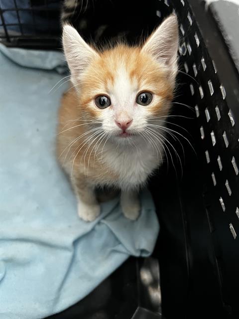 Ginger