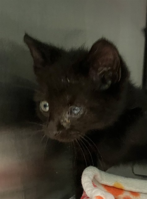 Lila