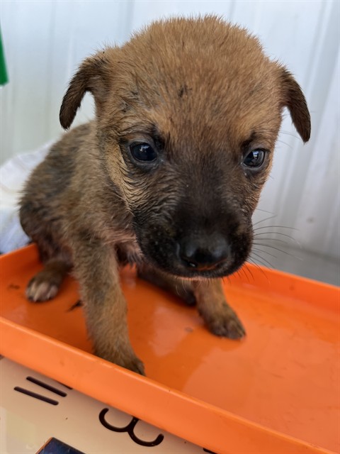 Adoptable Dog
