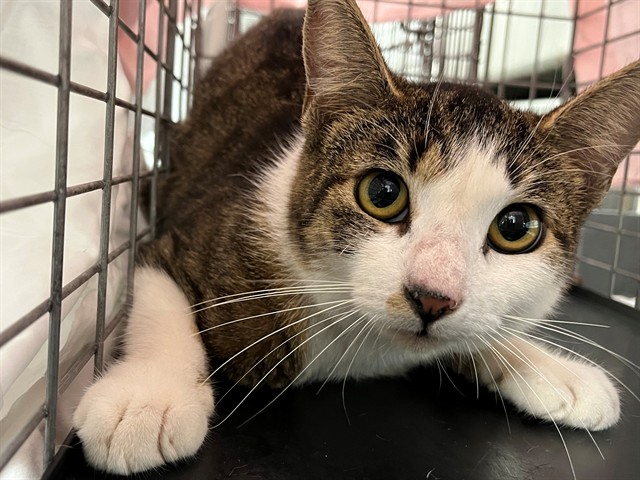 Adoptable Cat
