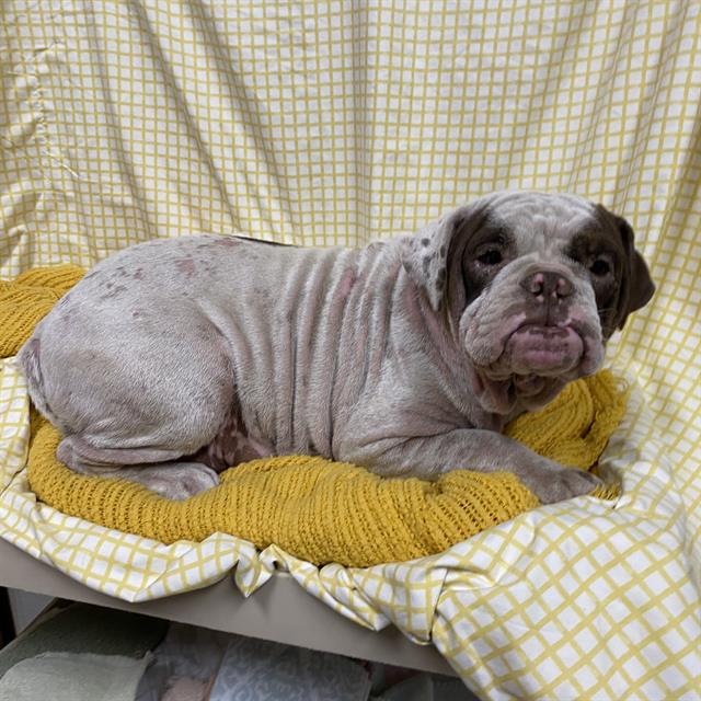 Adoptable Dog