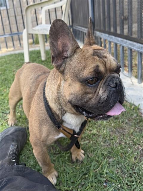 Frankie