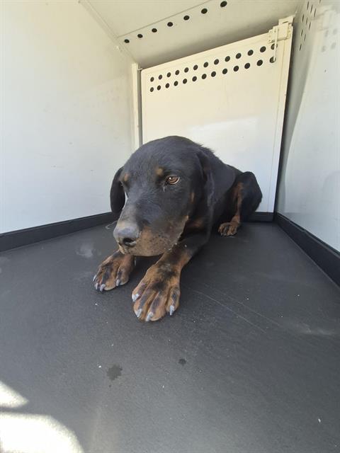 Adoptable Dog