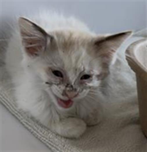 Adoptable Cat