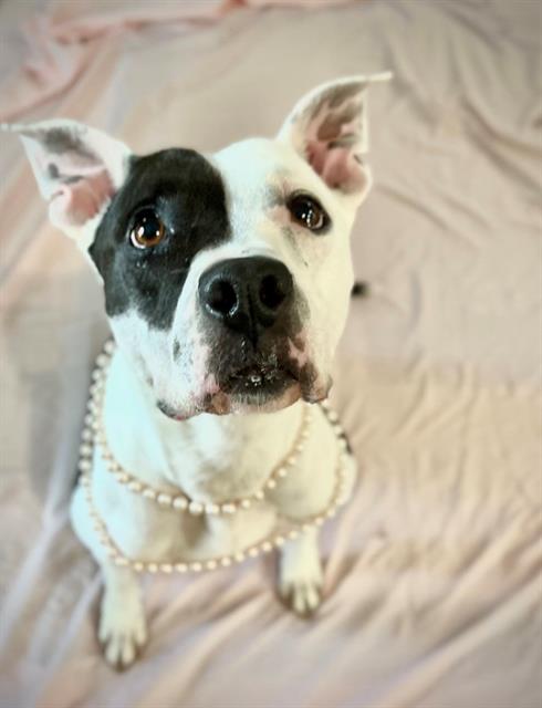 Luna Belle