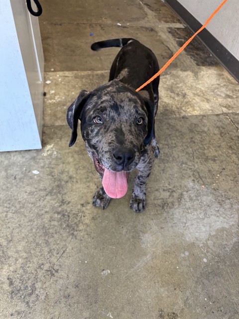 Granite - Adoption Pending
