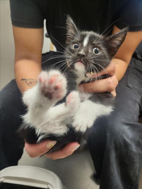 Adoptable Cat