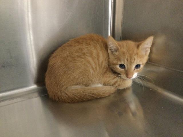 Adoptable Cat