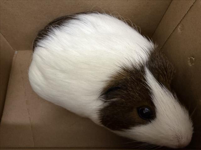 Petunia