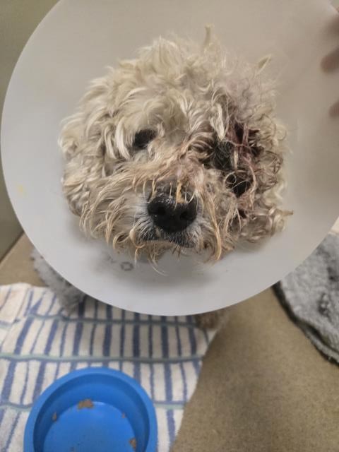 Adoptable Dog