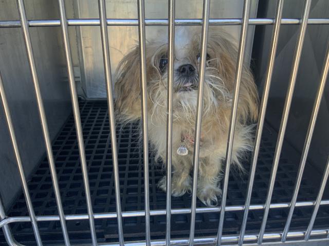 Adoptable Dog
