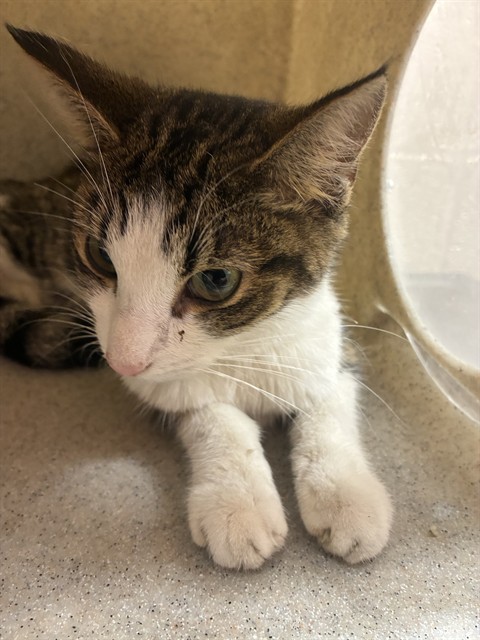 Adoptable Cat