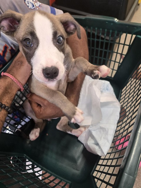 Adoptable Dog