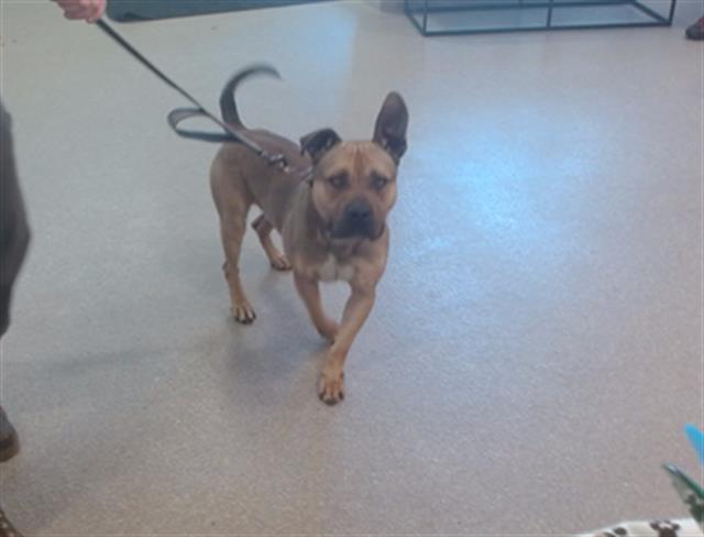 Adoptable Dog