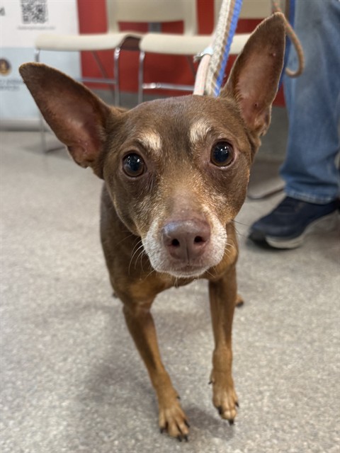 Adoptable Dog