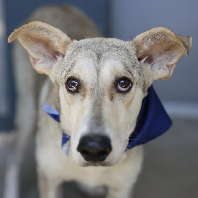 Lulu