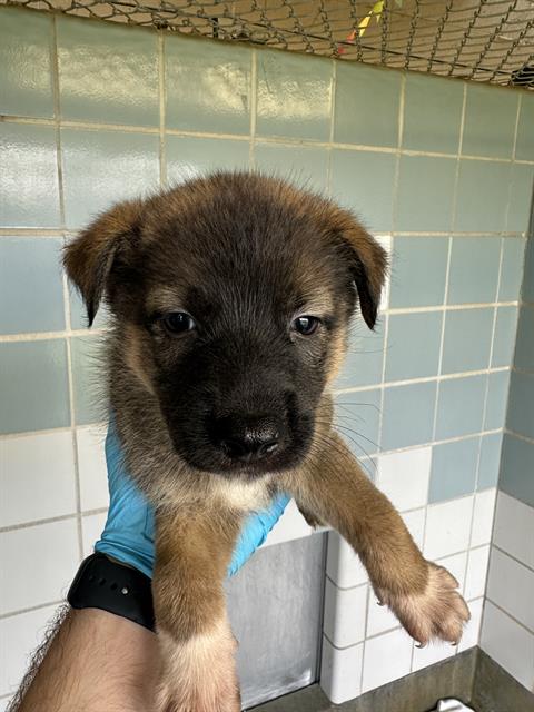 Axel