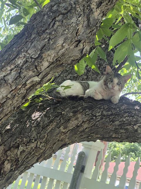 Max