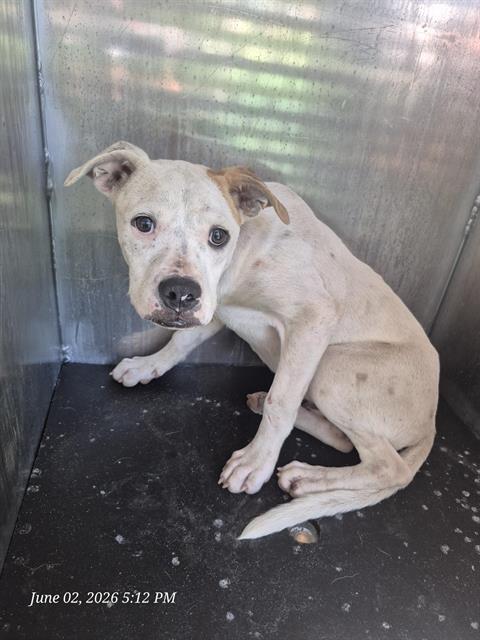 Adoptable Dog