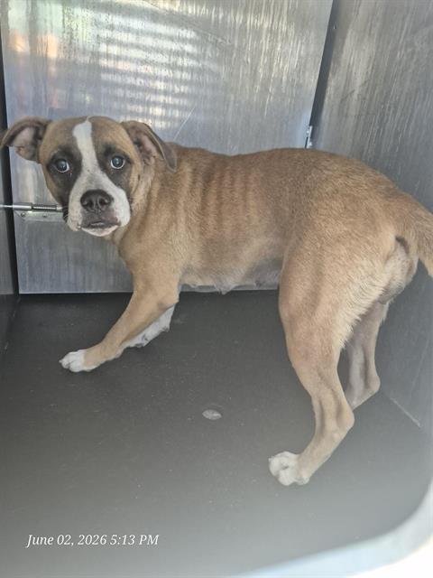 Adoptable Dog