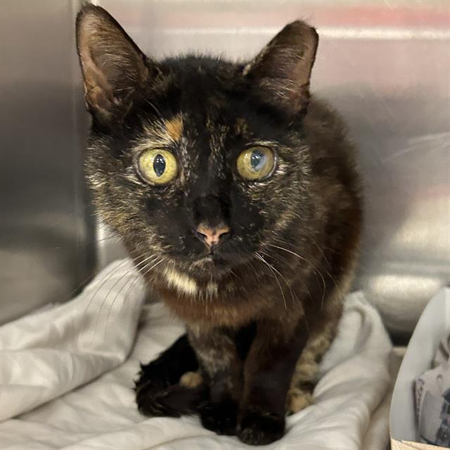 Lulu