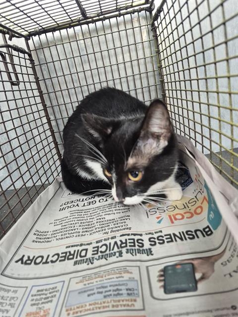 Adoptable Cat