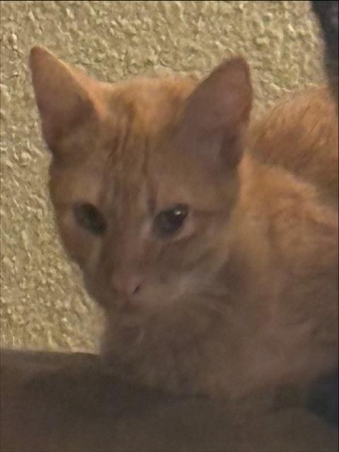 Cat 2
