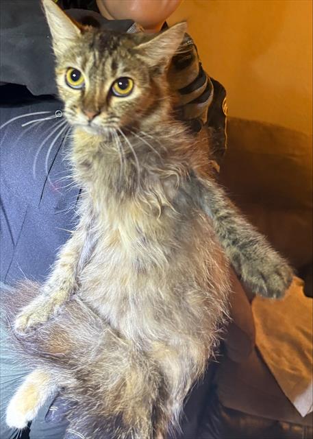 Cat 3