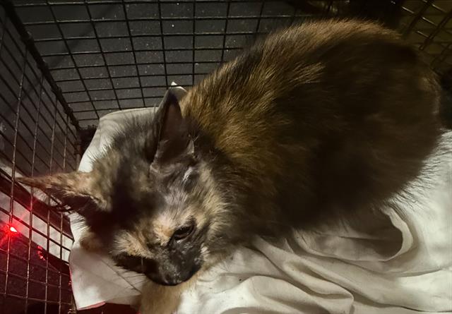 Cat 4